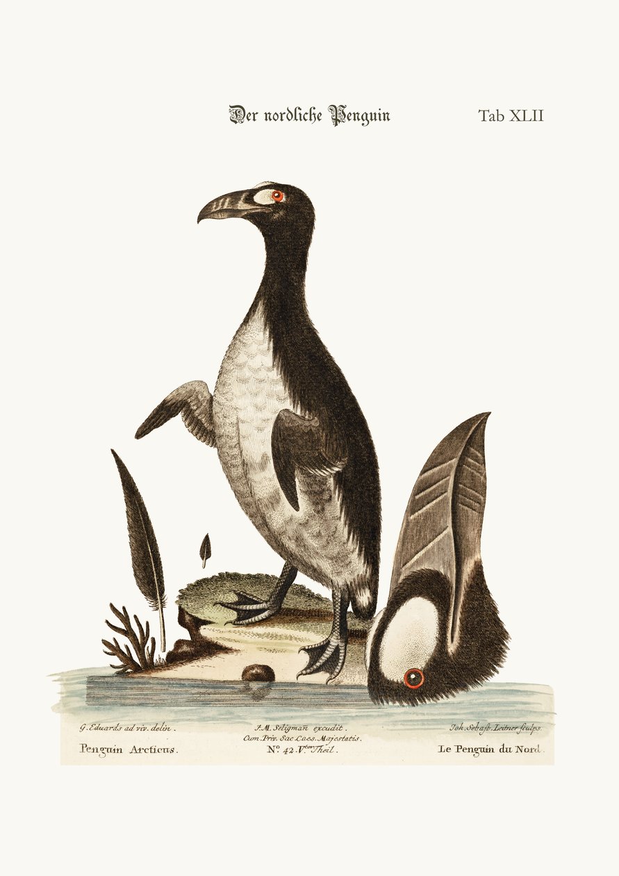 De Noordelijke Pinguïn, 1749-73 door George Edwards