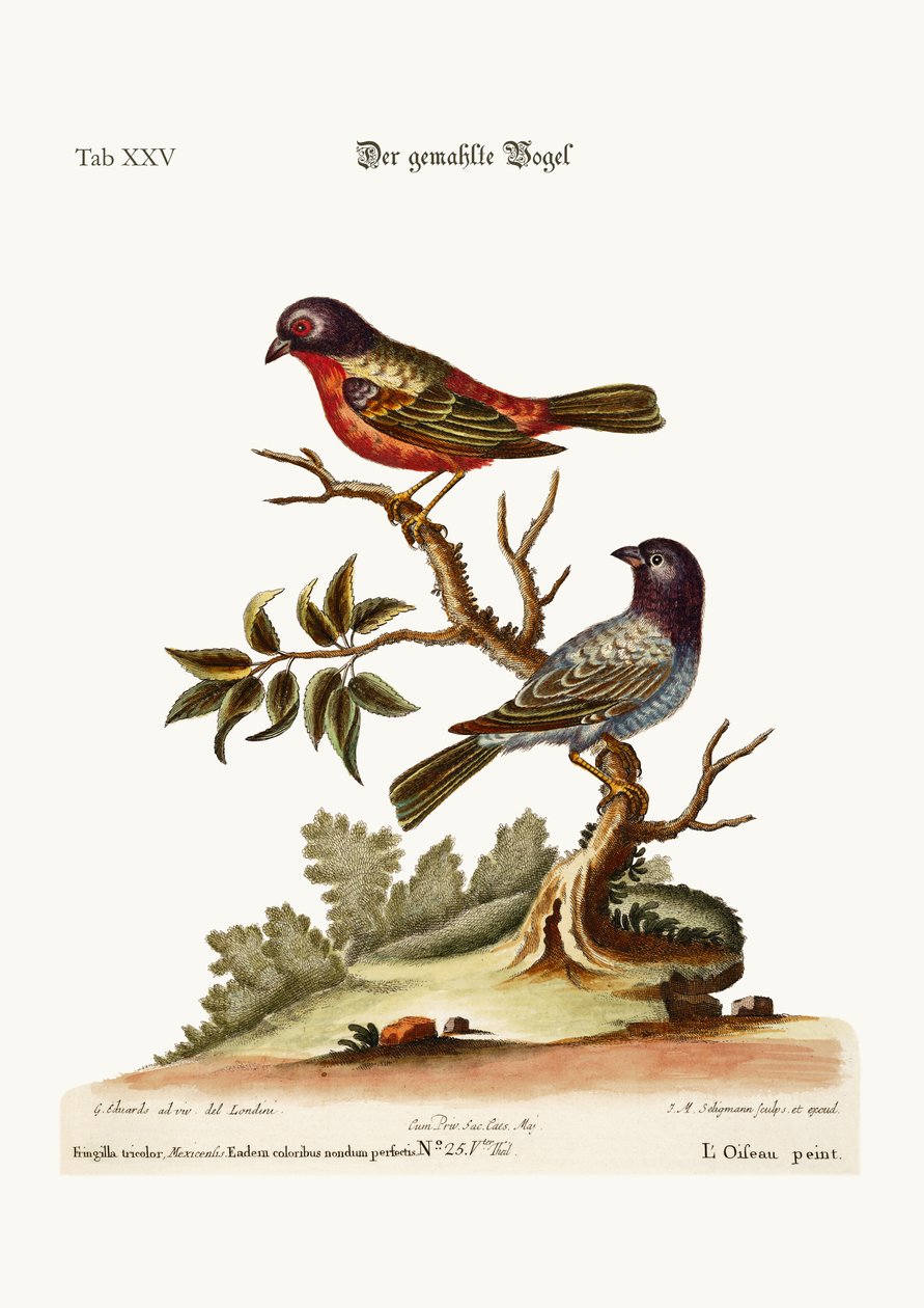 De geschilderde vink, 1749-73 door George Edwards