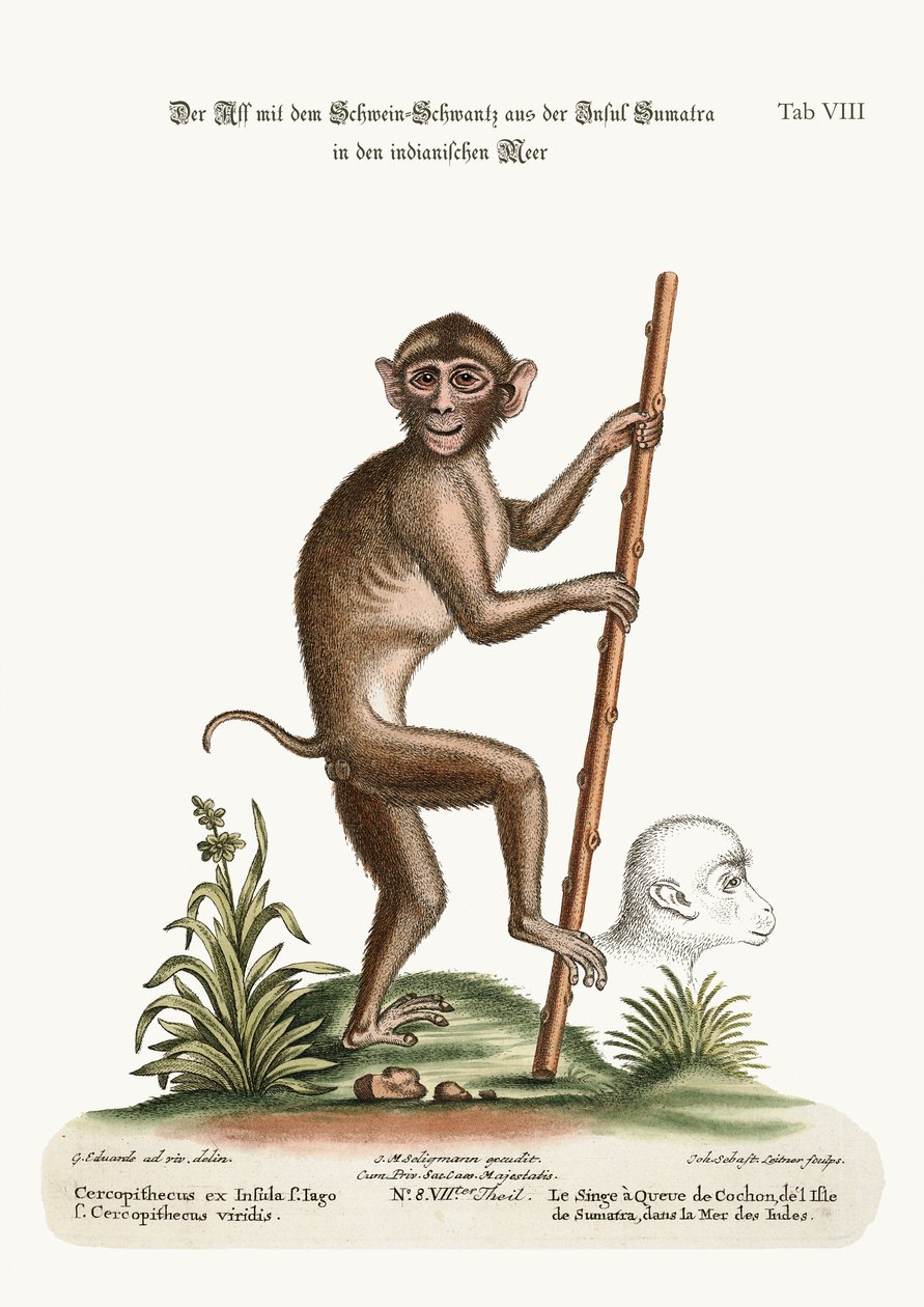 De Aap met Staart, van het Eiland Sumatra, in de Indische Zee, 1749-73 door George Edwards