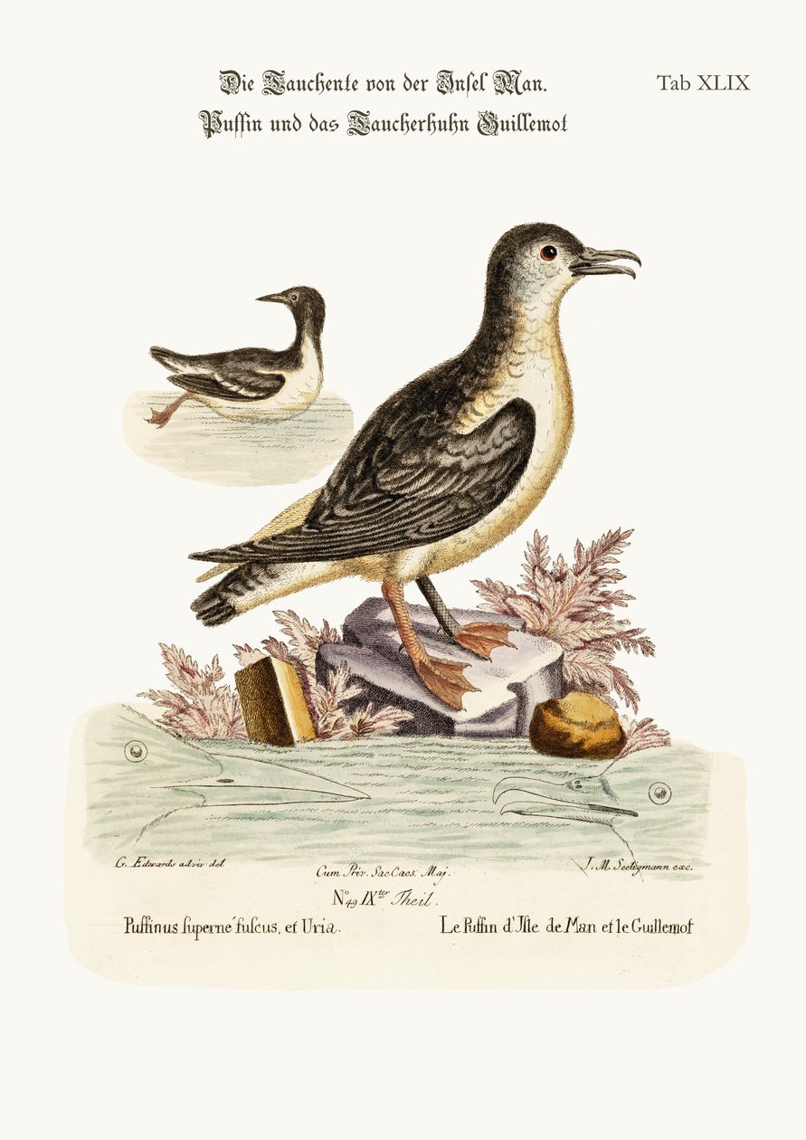 De Papegaaiduiker van het Eiland Man, en de Zeekoet, 1749-73 door George Edwards
