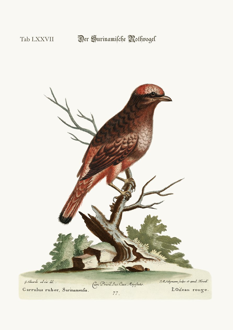 De rode vogel uit Suriname, 1749-73 door George Edwards