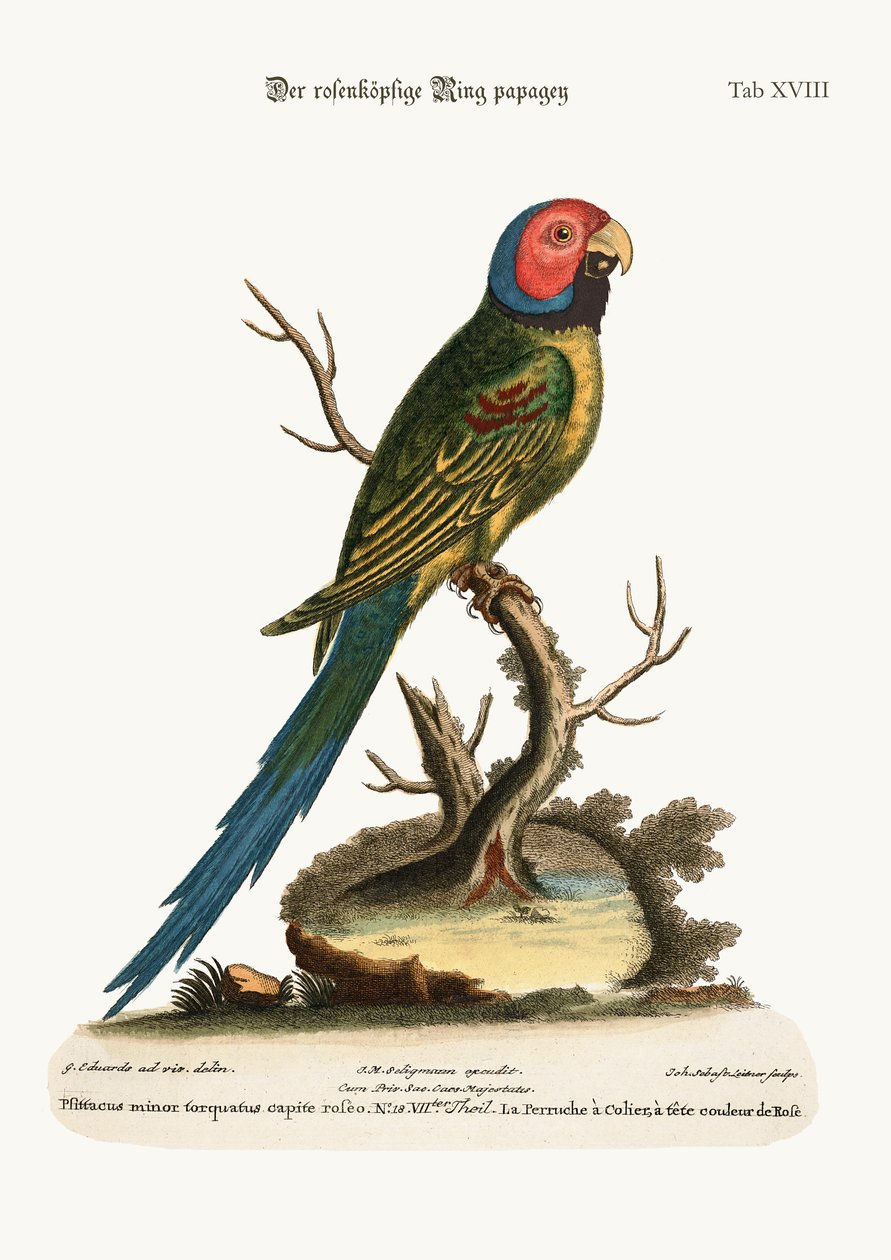 De Roze-kop Parkiet, 1749-73 door George Edwards