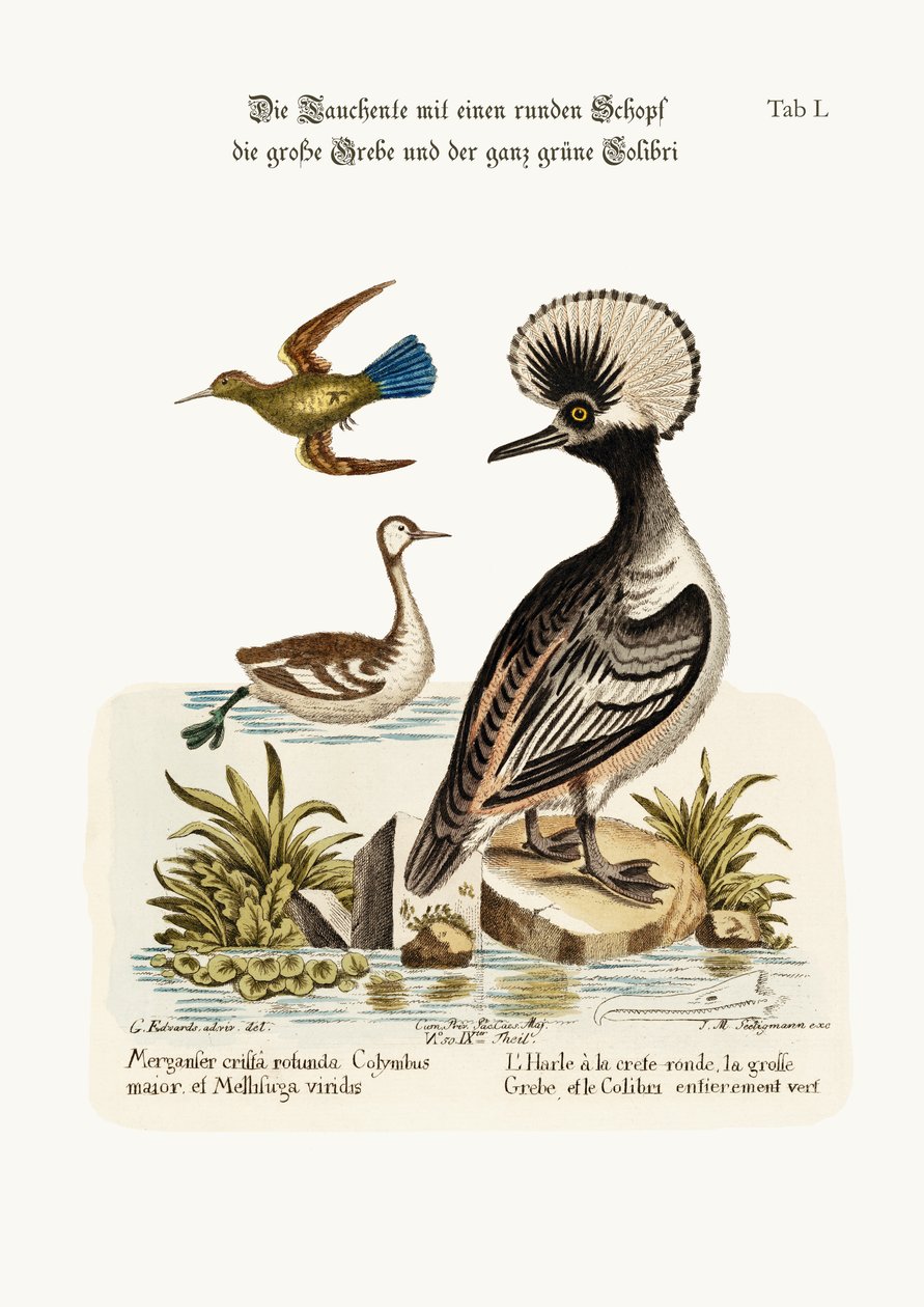 De rondgekroonde eend, de grotere dobchick en de geheel groene kolibrie, 1749-73 door George Edwards