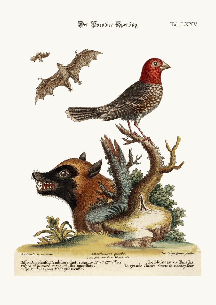 De paradijsvogel. De grote vleermuis uit Madagaskar, 1749-73 door George Edwards