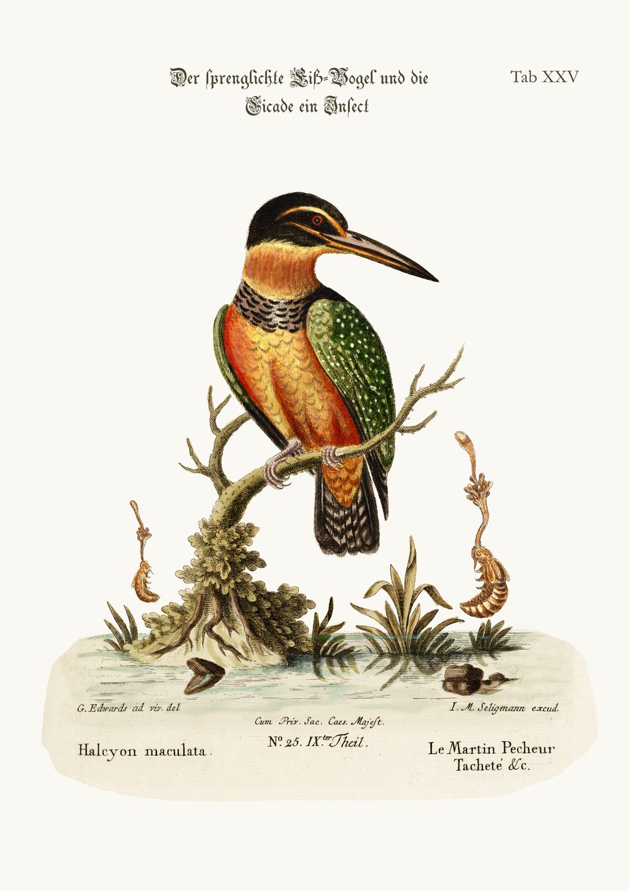 De Gevlekte IJsvogel, 1749-73 door George Edwards