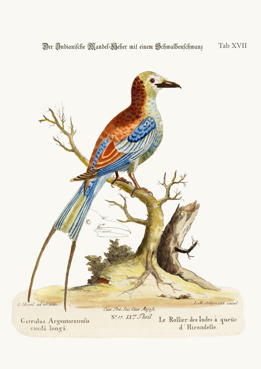 De Zwaluwstaart Indische Roller, 1749-73 door George Edwards