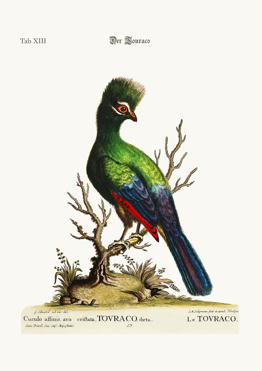 De Touraco, 1749-73 door George Edwards