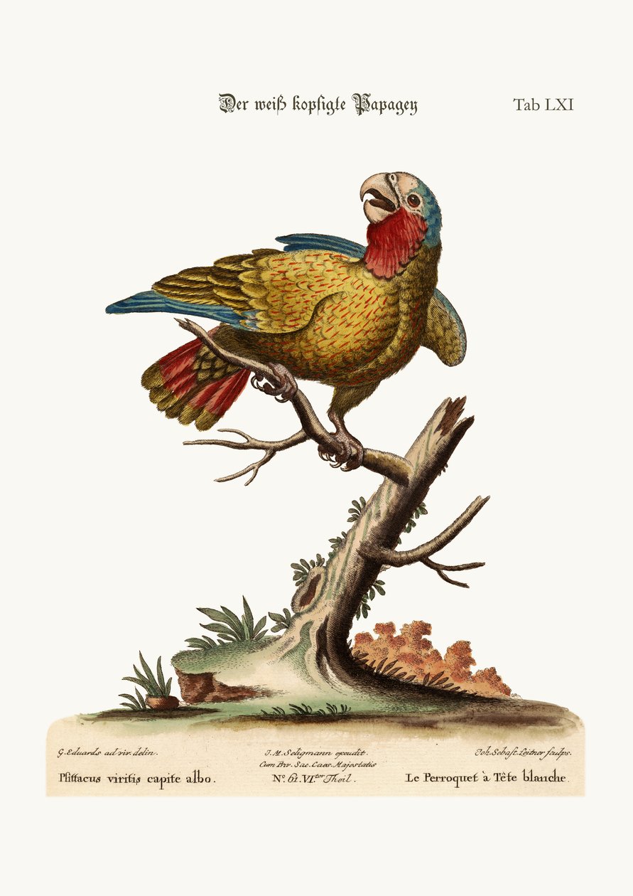 De witkop papegaai, 1749-73 door George Edwards