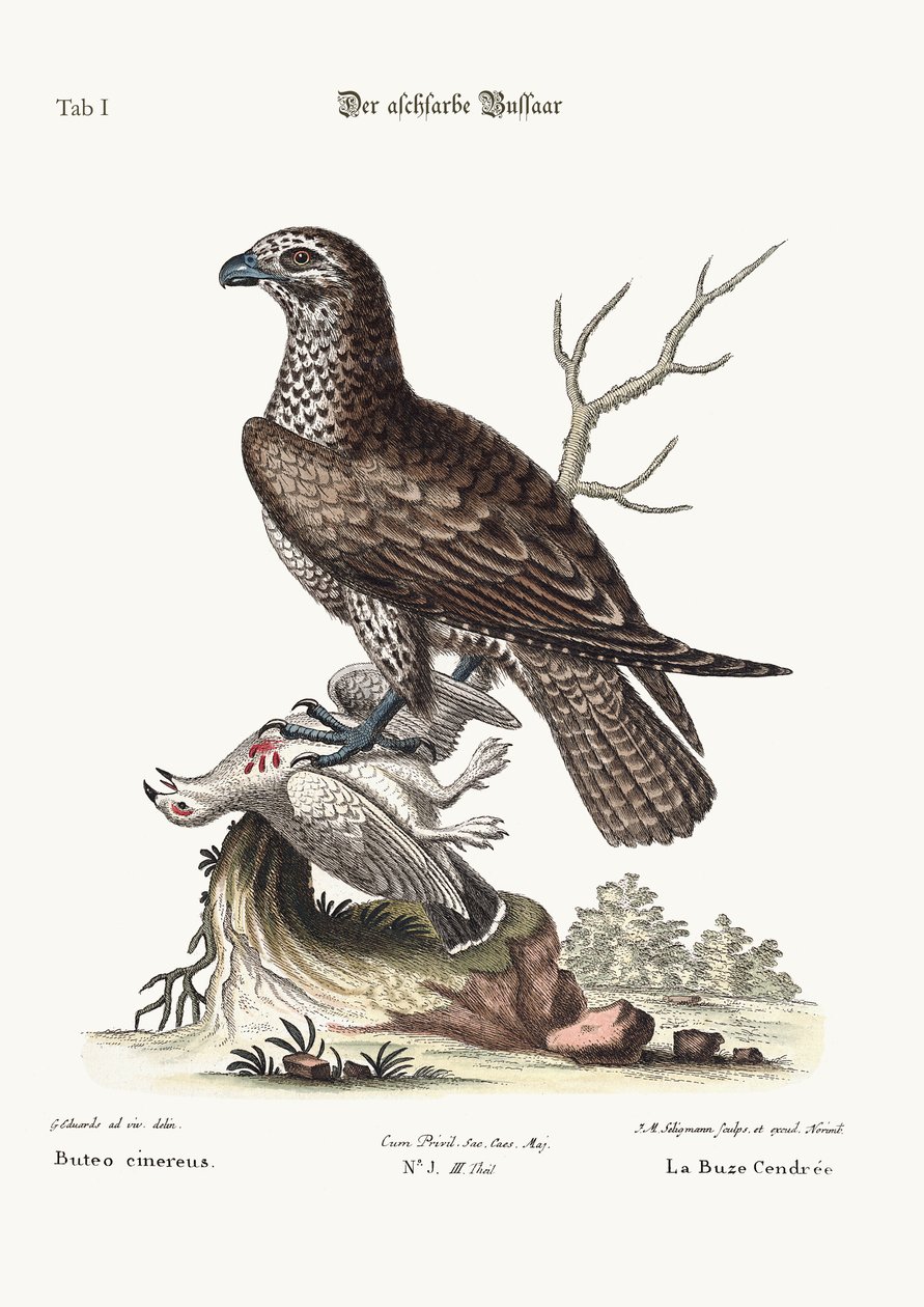 De asgrijze buizerd, 1749-73 door George Edwards
