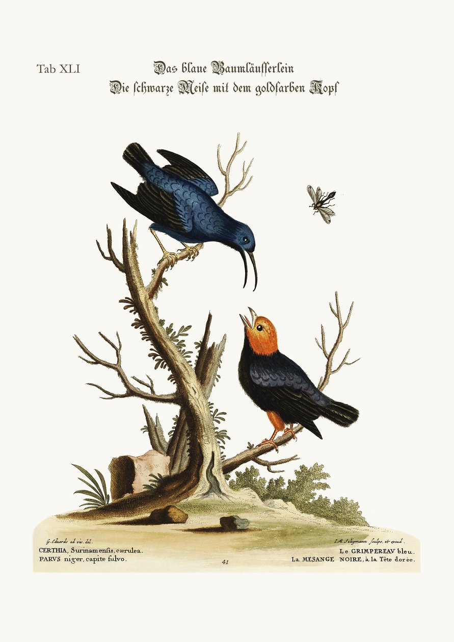 De blauwe Klimmer. De goudkopmees, 1749-73 door George Edwards