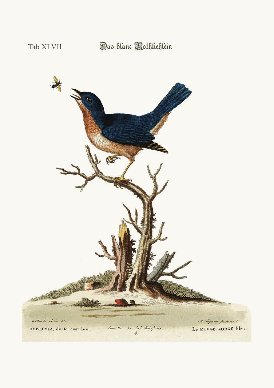De blauwe roodborst, 1749-73 door George Edwards