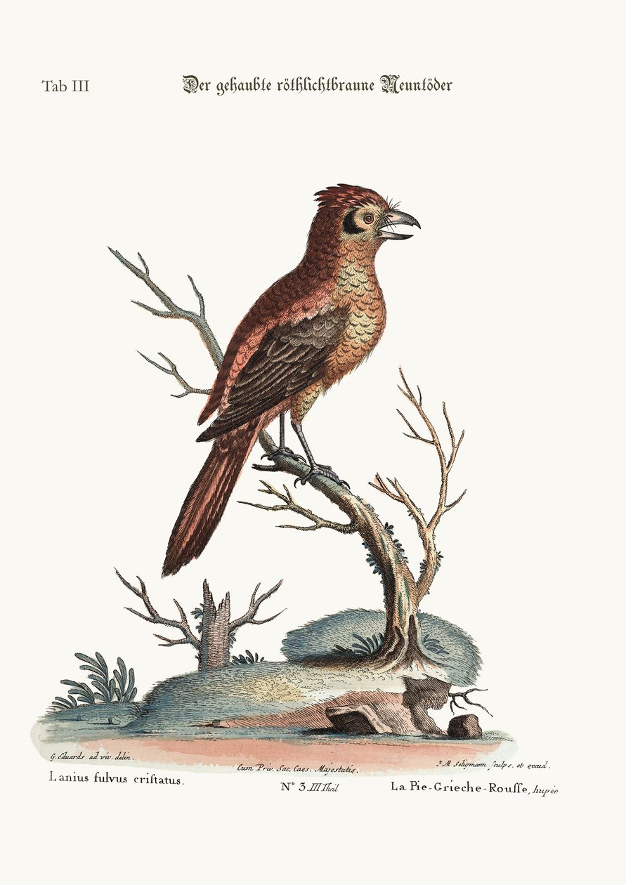 De Kuifrood of Russit Slagersvogel, 1749-73 door George Edwards