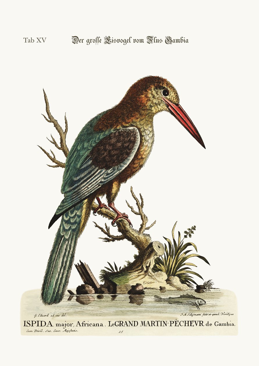 De grote ijsvogel van de rivier de Gambia door George Edwards