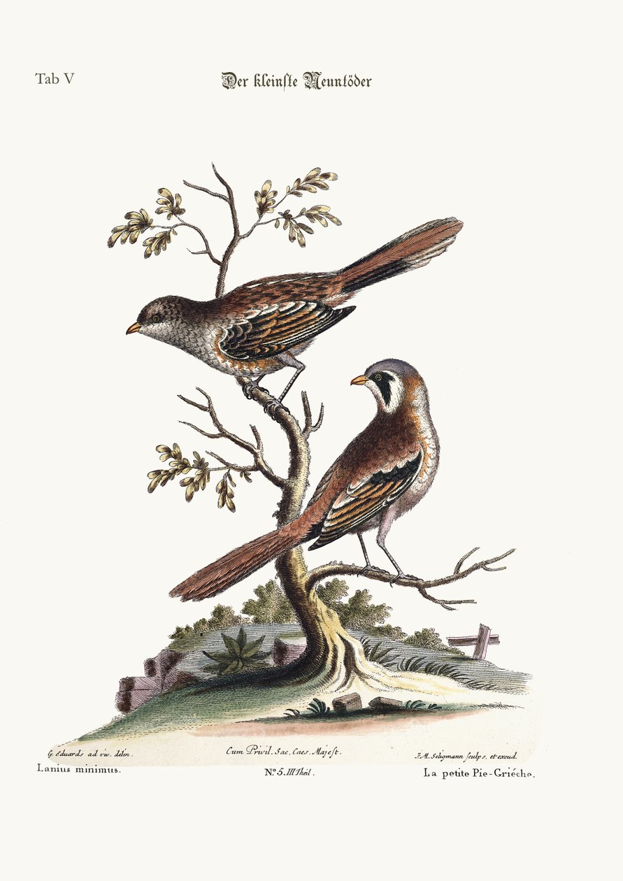 De kleinste Slagersvogel, 1749-73 door George Edwards
