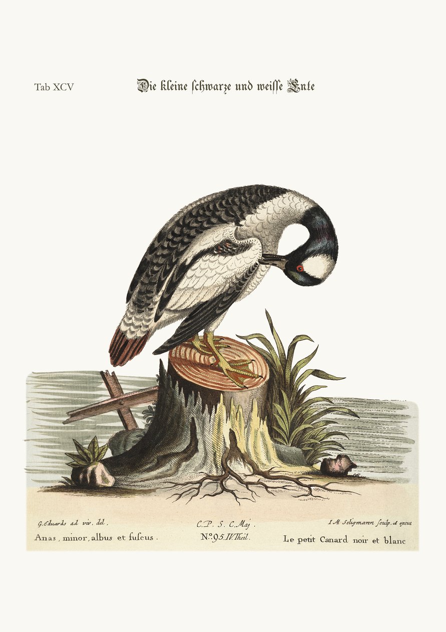 Het kleine Zwart-witte Eendje, 1749-73 door George Edwards
