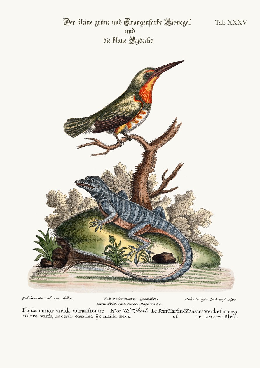 De kleine groene en oranje gekleurde ijsvogel en de blauwe hagedis, 1749-73 door George Edwards