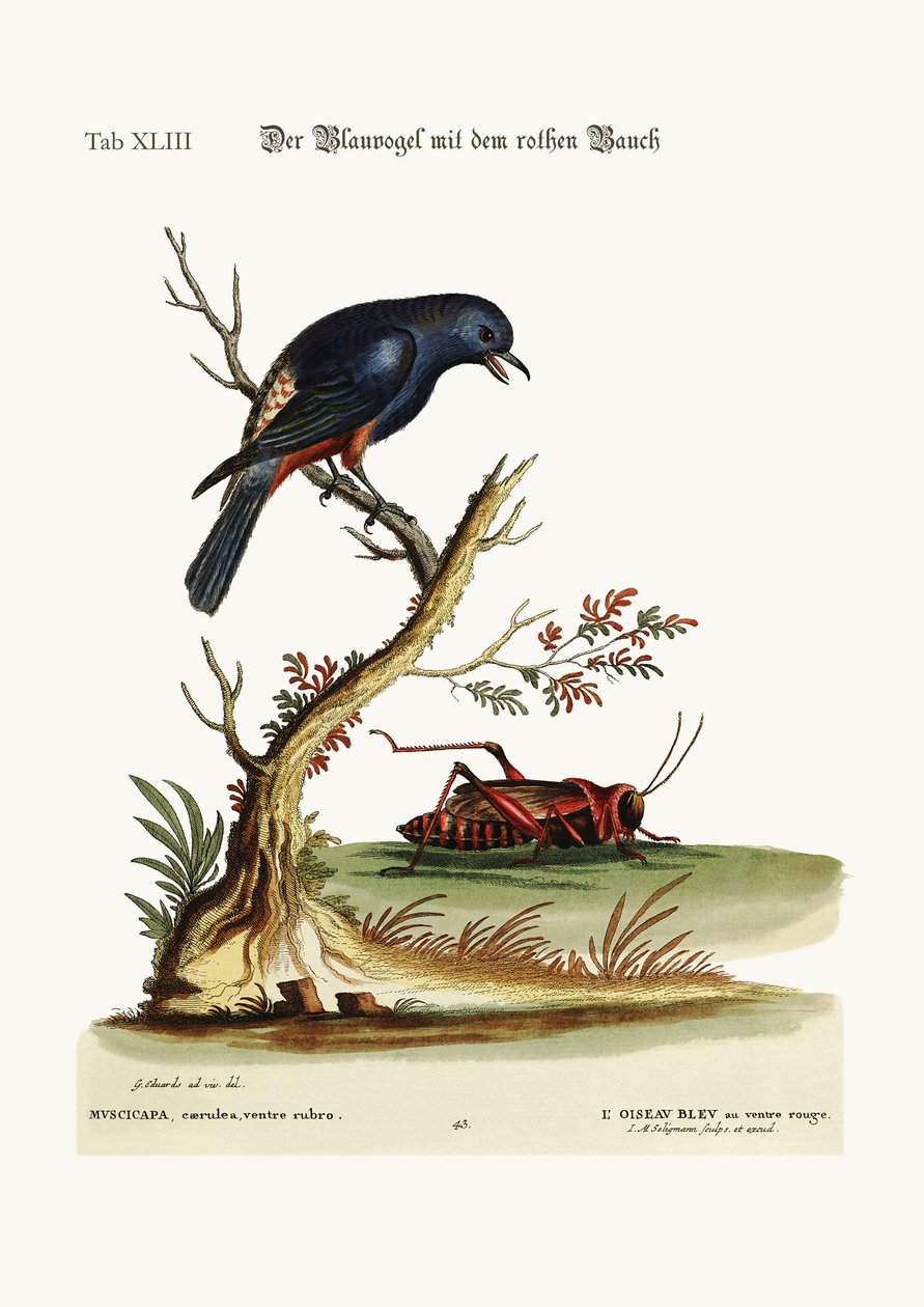 De roodbuikige blauw-vogel, 1749-73 door George Edwards