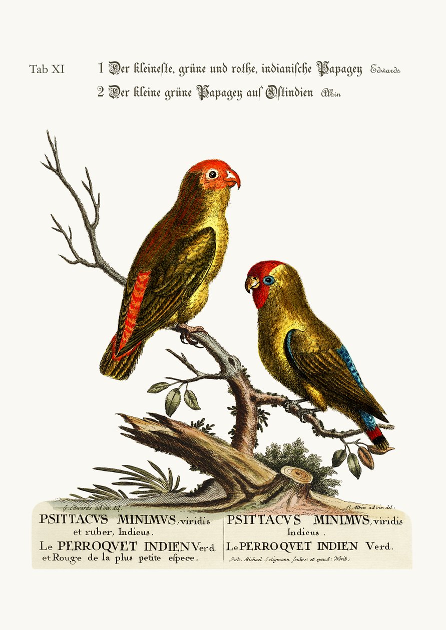 De kleinste groene en rode Indiase parkiet. De kleine groene papegaai van Oost-India, 1749-73 door George Edwards