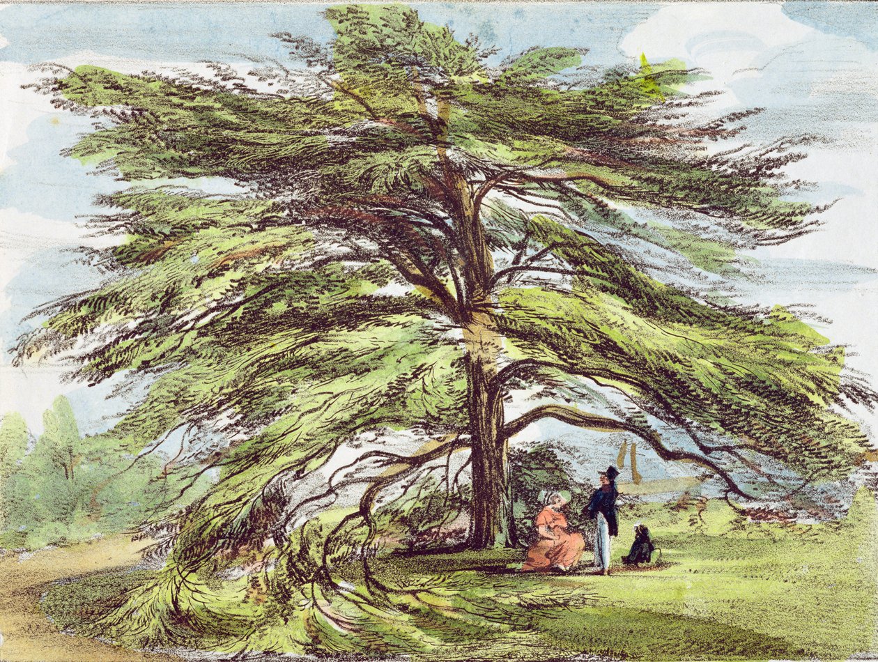 De Libanoncederboom in het Arboretum, Kew Gardens, plaat 21 uit 