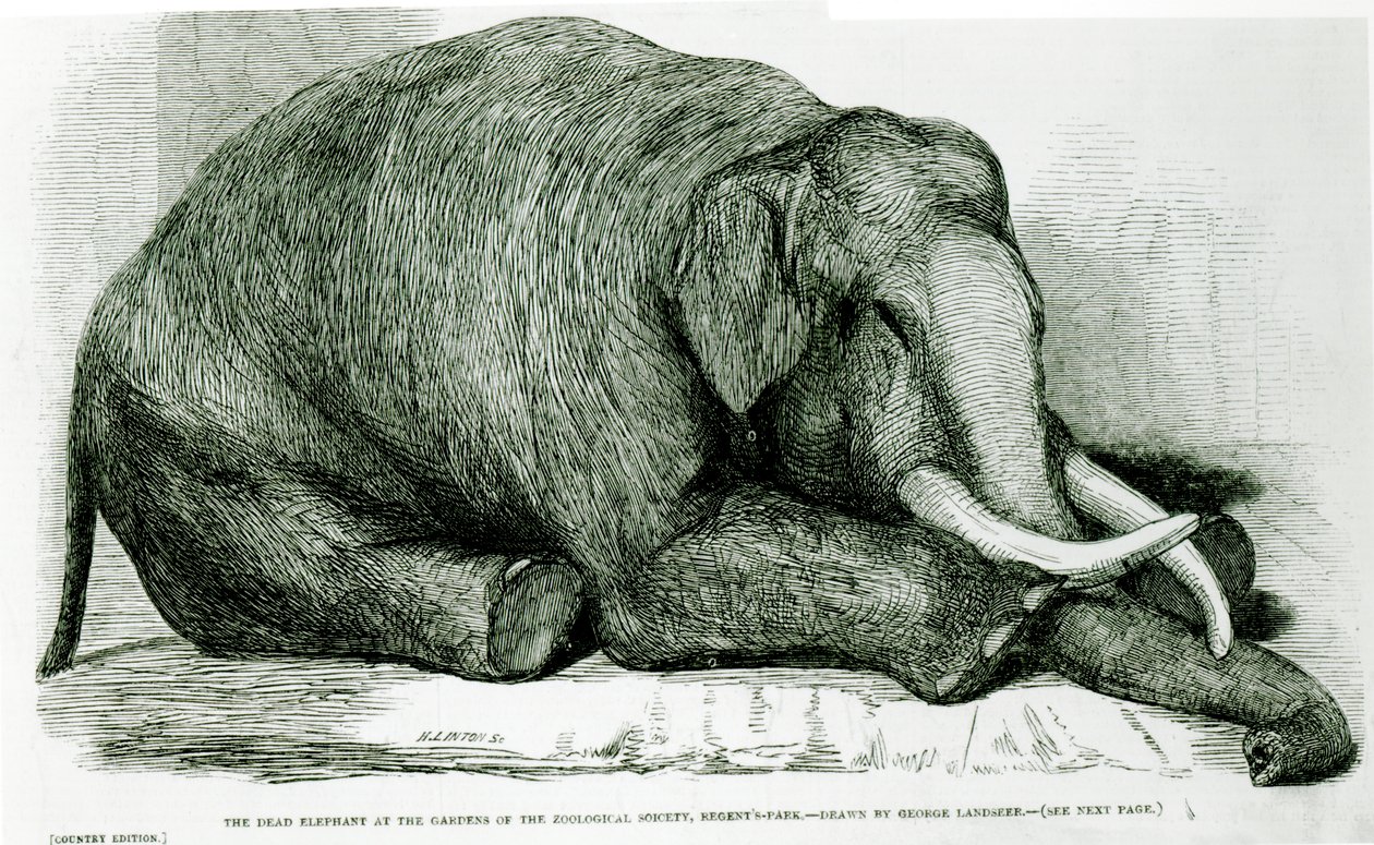 De dode olifant in de tuinen van de Zoological Society, Regents Park, uit 