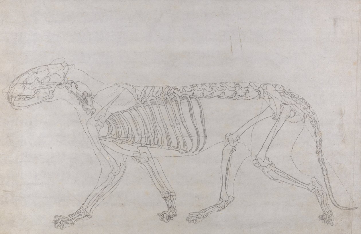 Een Vergelijkende Anatomische Expositie van de Structuur van het Menselijk Lichaam met die van een Tijger en een Koe door George Stubbs