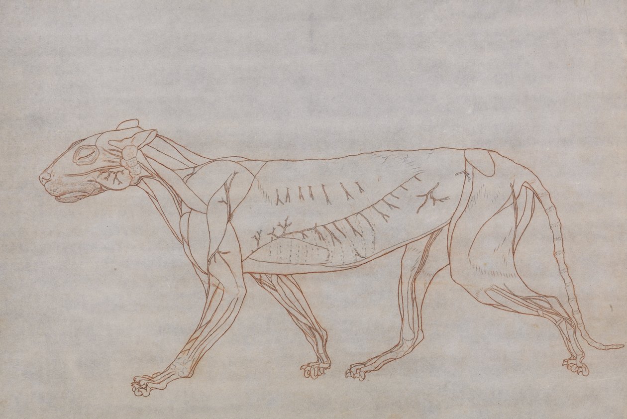 Vergelijkende anatomische expositie van de structuur van het menselijk lichaam met dat van een tijger en een koe door George Stubbs