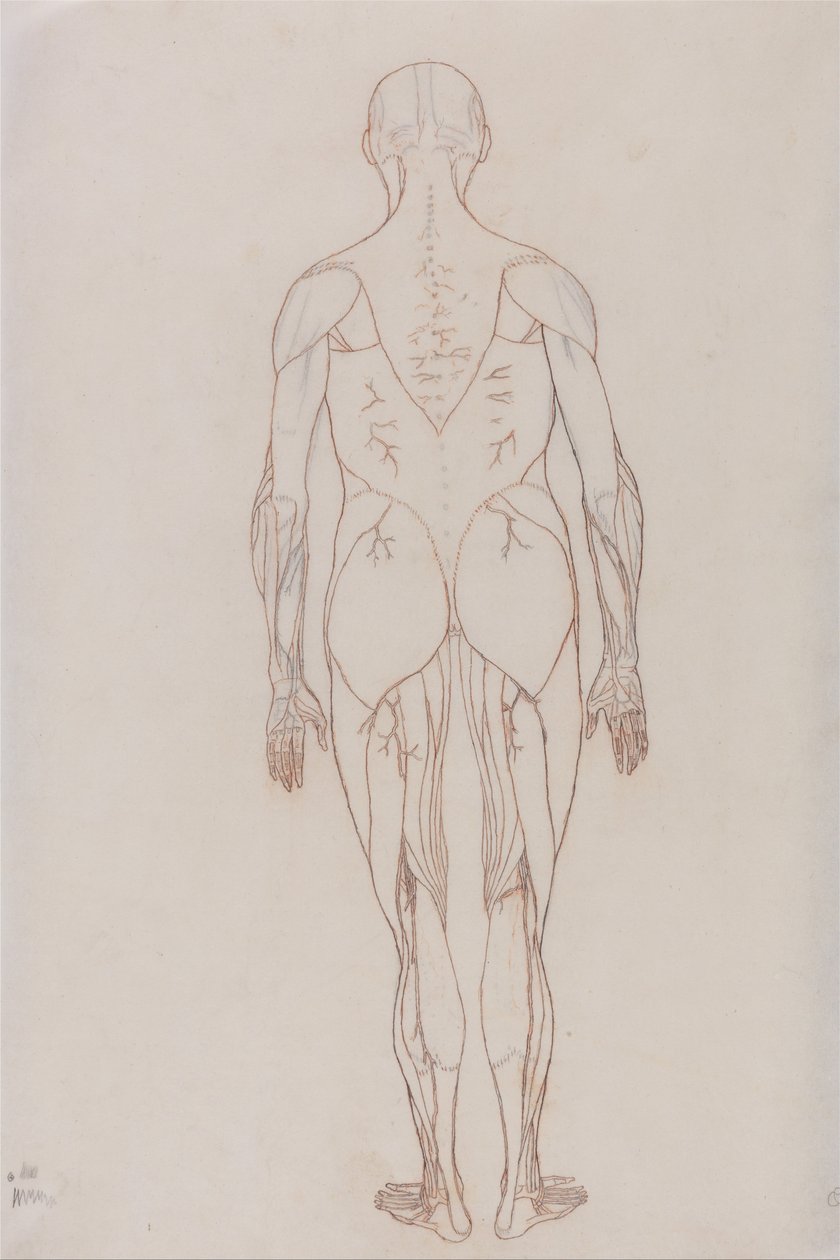 Vergelijkende anatomische expositie van de structuur van het menselijk lichaam met dat van een tijger en een koe door George Stubbs