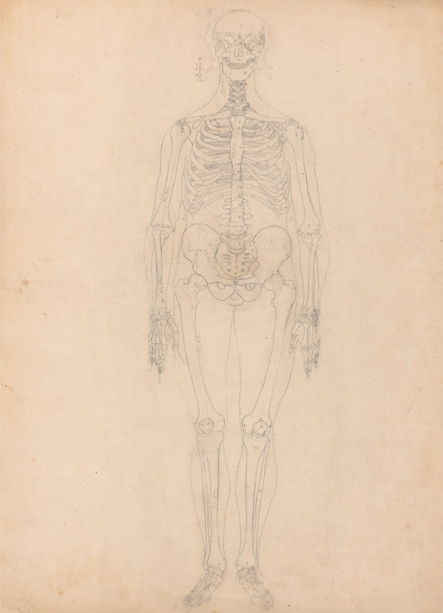 Vergelijkende anatomische expositie van de structuur van het menselijk lichaam met die van een tijger en een koe door George Stubbs