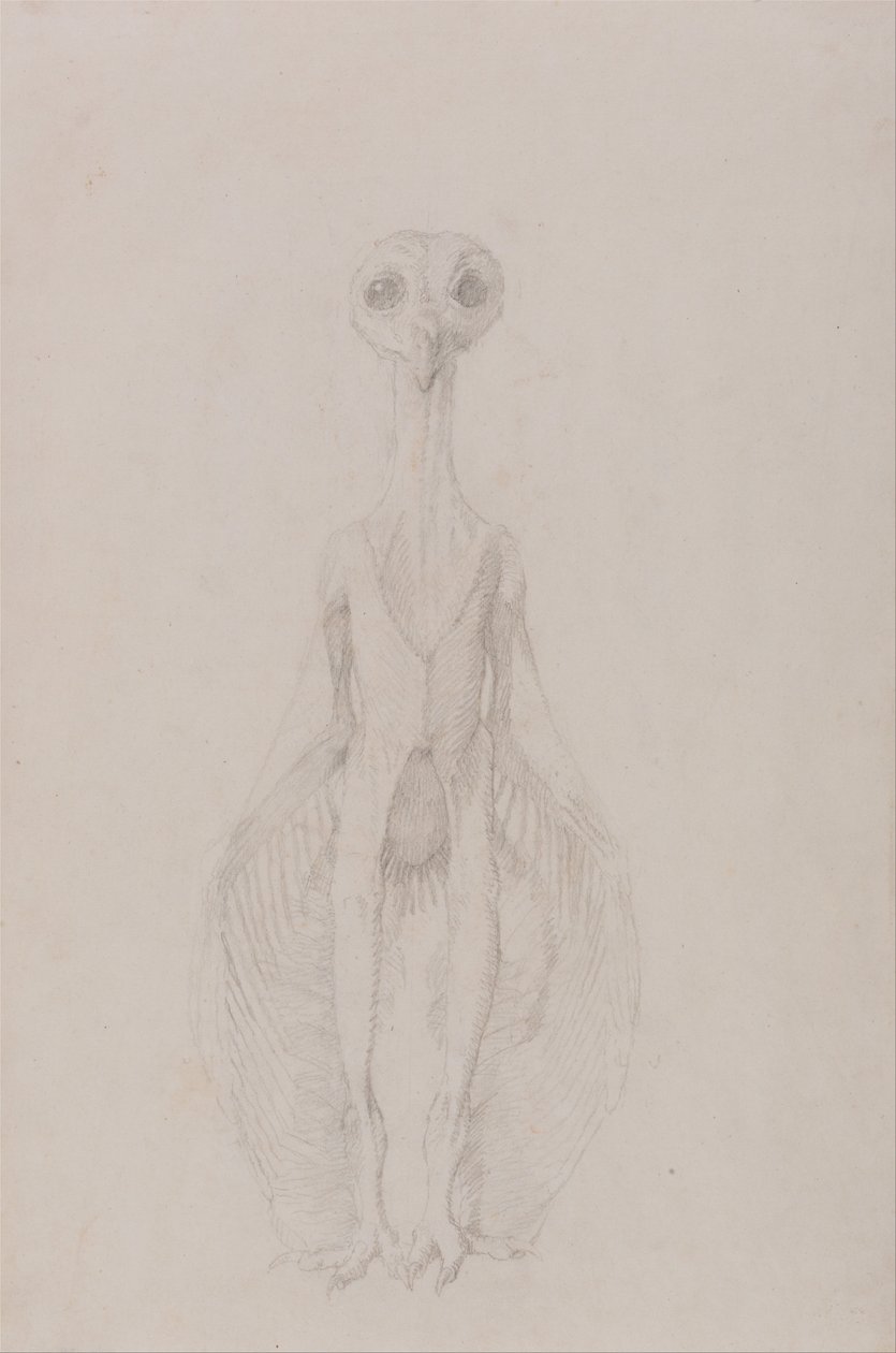 Vergelijkende anatomische expositie van de structuur van het menselijk lichaam met die van een tijger en een koe door George Stubbs