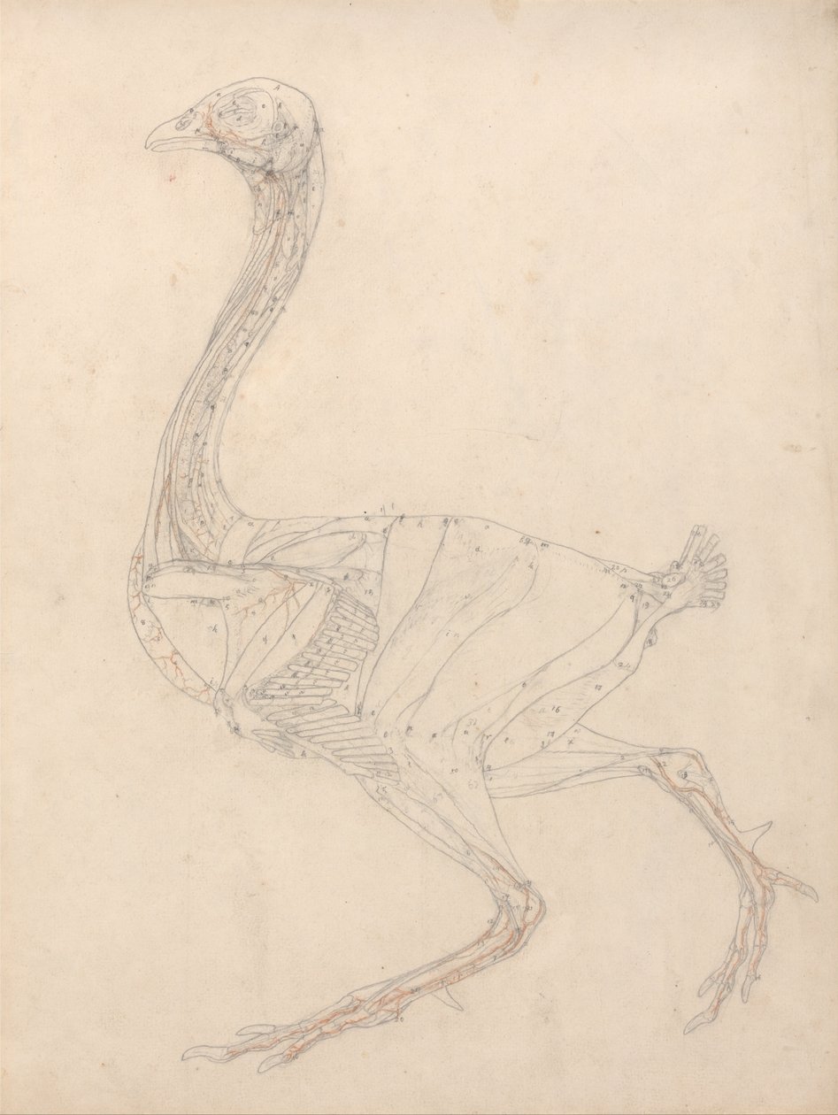 Vergelijkende Anatomische Expositie van de Structuur van het Menselijk Lichaam met die van een Tijger en een Koe door George Stubbs
