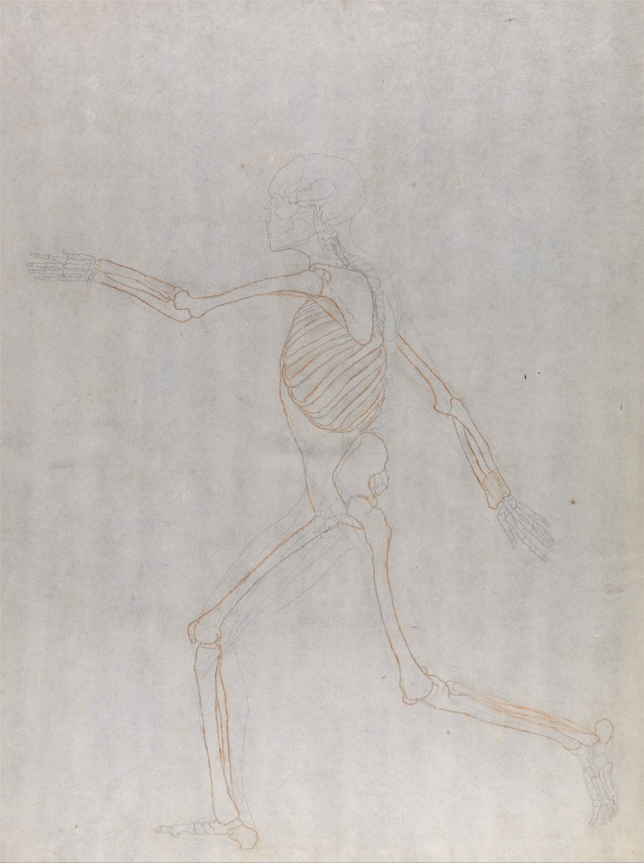 Een vergelijkende anatomische expositie van de structuur van het menselijk lichaam met die van een tijger en een co... door George Stubbs