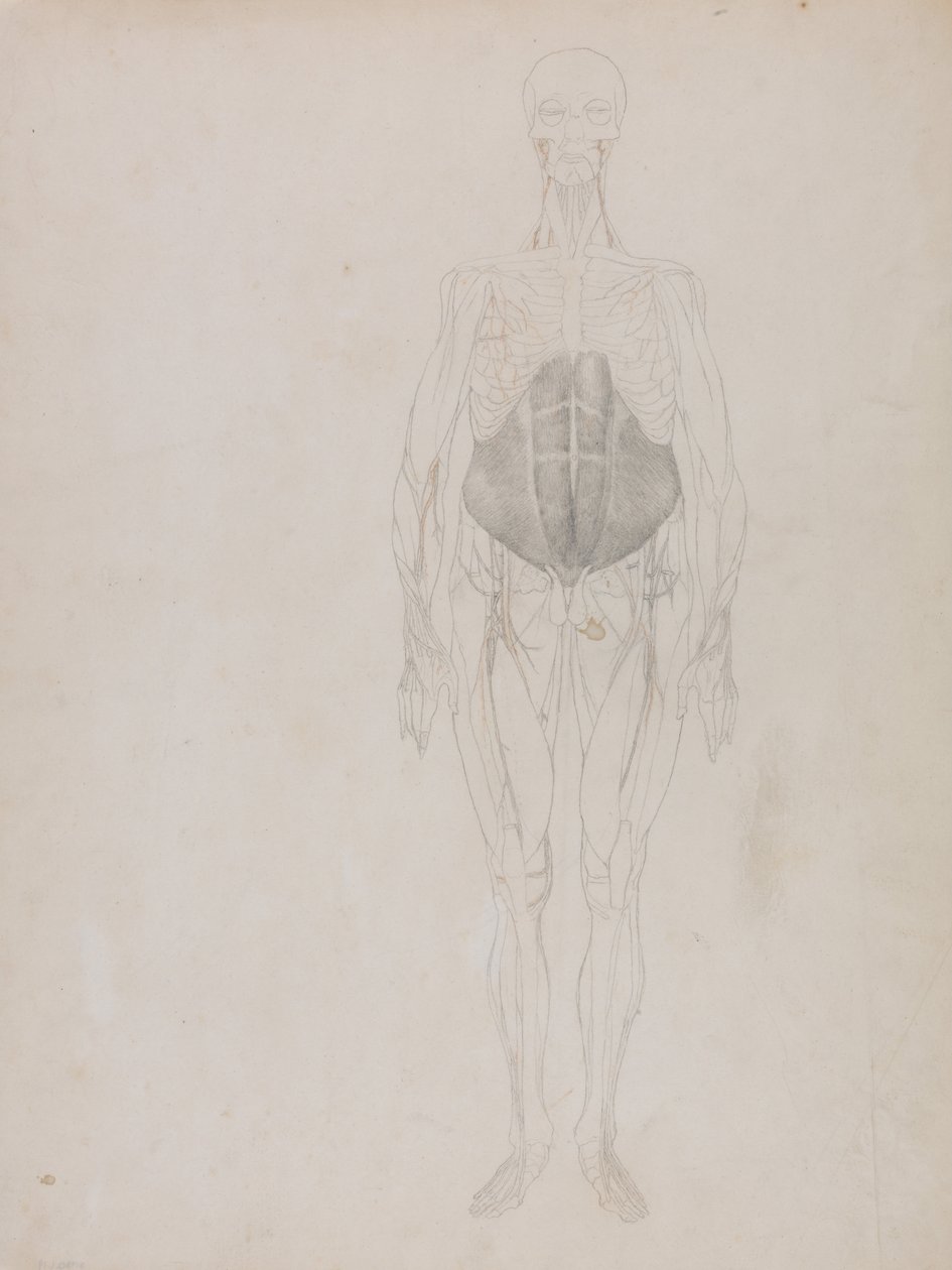 Een Vergelijkende Anatomische Expositie van de Structuur van het Menselijk Lichaam met die van een Tijger en een Koe door George Stubbs