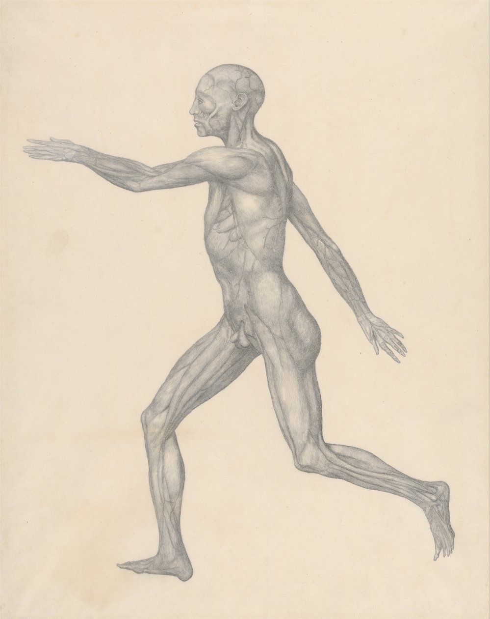 Vergelijkende anatomische expositie van de structuur van het menselijk lichaam met die van een tijger en een koe door George Stubbs