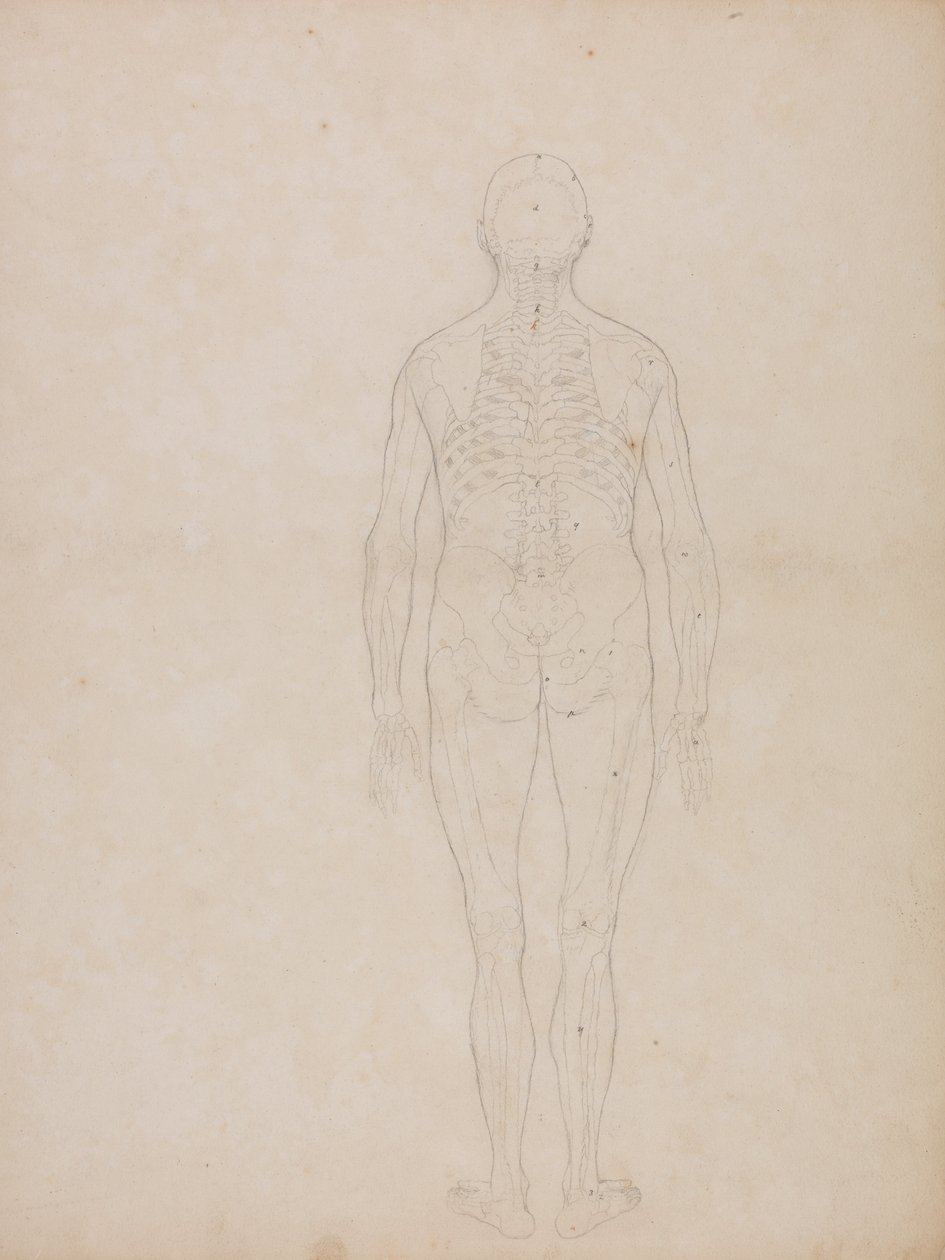 Een Vergelijkende Anatomische Expositie van de Structuur van het Menselijk Lichaam met die van een Tijger en een Co... door George Stubbs