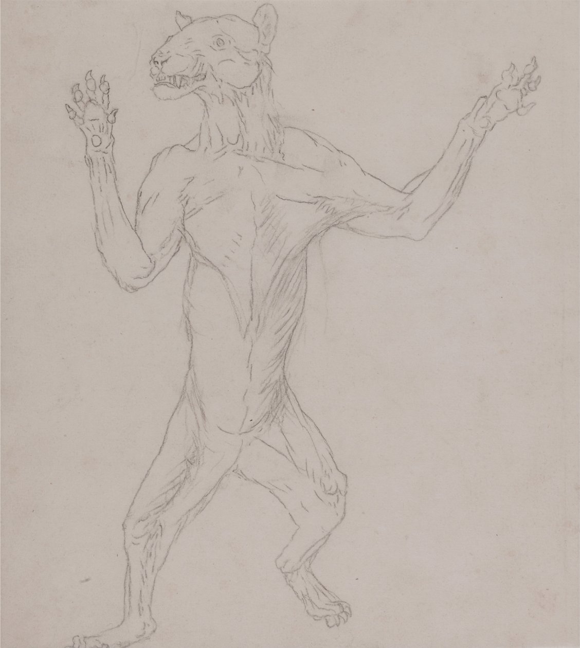 Een Vergelijkende Anatomische Expositie van de Structuur van het Menselijk Lichaam met die van een Tijger en een Co... door George Stubbs