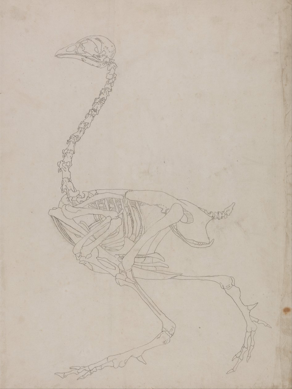 Een vergelijkende anatomische expositie van de structuur van het menselijk lichaam met dat van een tijger en een koe door George Stubbs