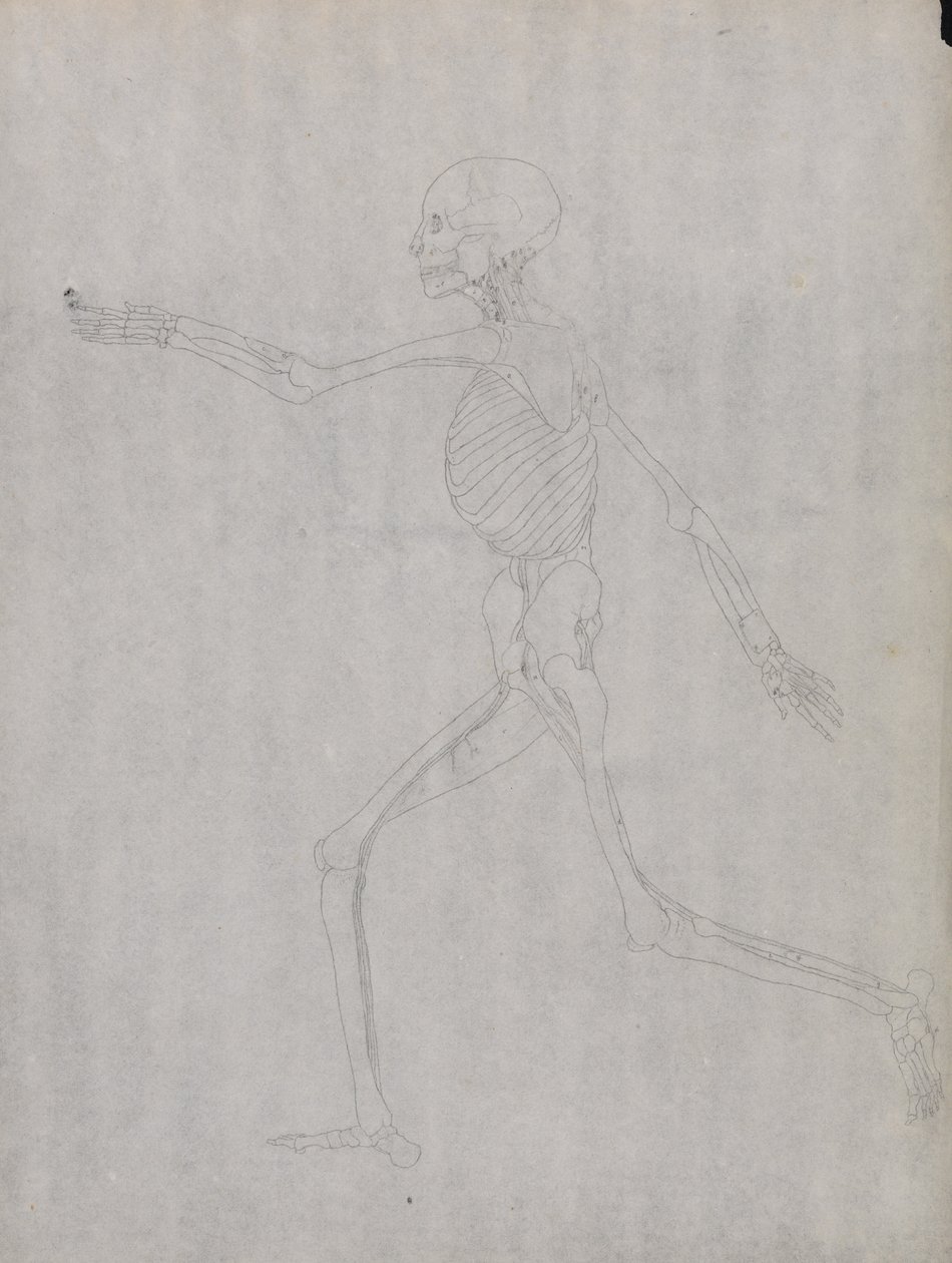 Een vergelijkende anatomische expositie van de structuur van het menselijk lichaam met dat van een tijger en een koe door George Stubbs