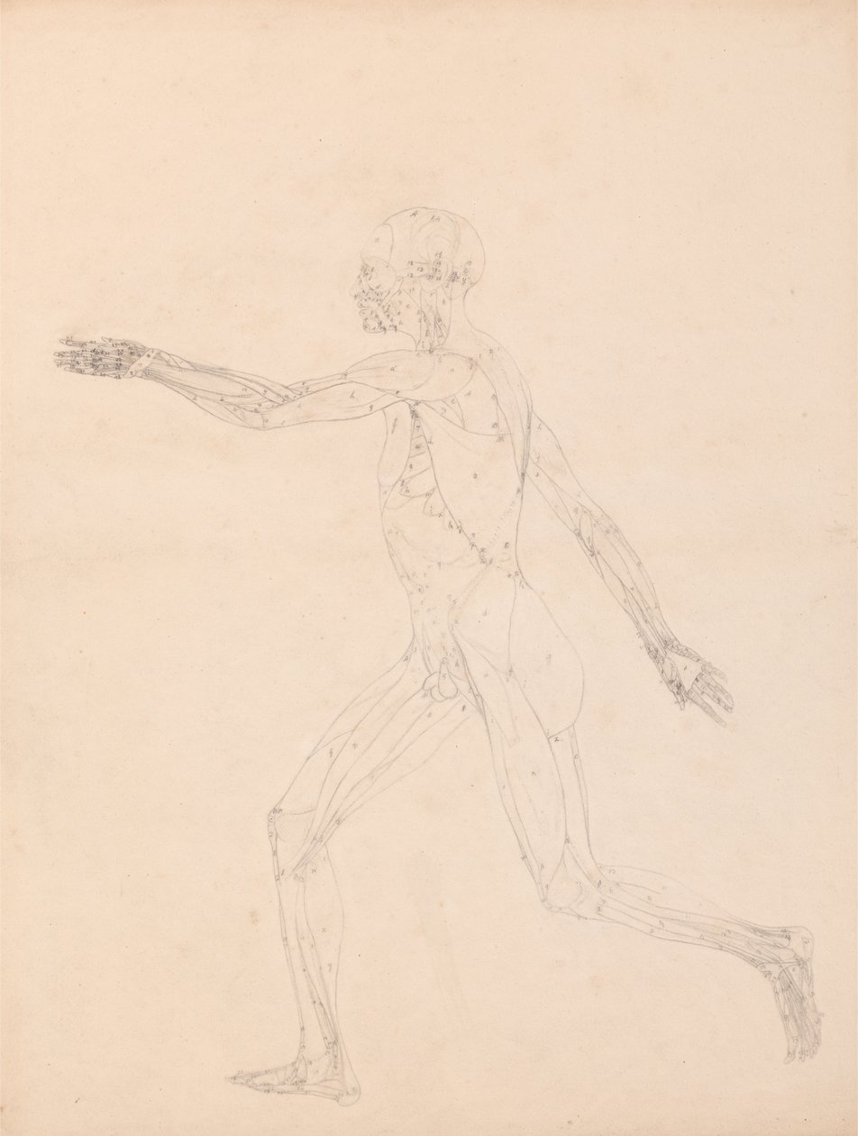 Een vergelijkende anatomische expositie van de structuur van het menselijk lichaam met dat van een tijger en een koe door George Stubbs