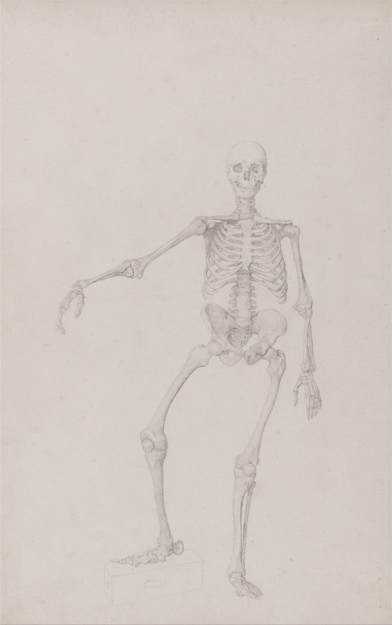 Een vergelijkende anatomische expositie van de structuur van het menselijk lichaam met dat van een tijger en een koe door George Stubbs