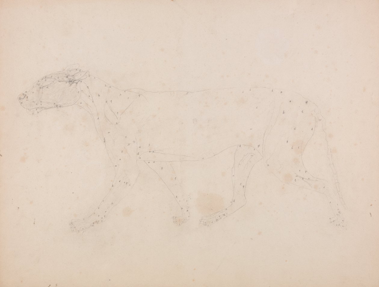 Een Vergelijkende Anatomische Expositie van de Structuur van het Menselijk Lichaam met die van een Tijger en een Koe door George Stubbs