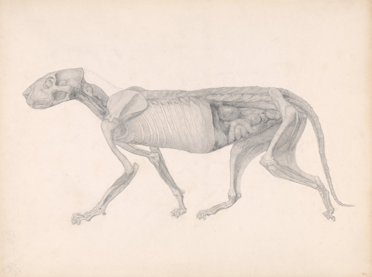 Een Vergelijkende Anatomische Expositie van de Structuur van het Menselijk Lichaam met die van een Tijger en een Koe door George Stubbs