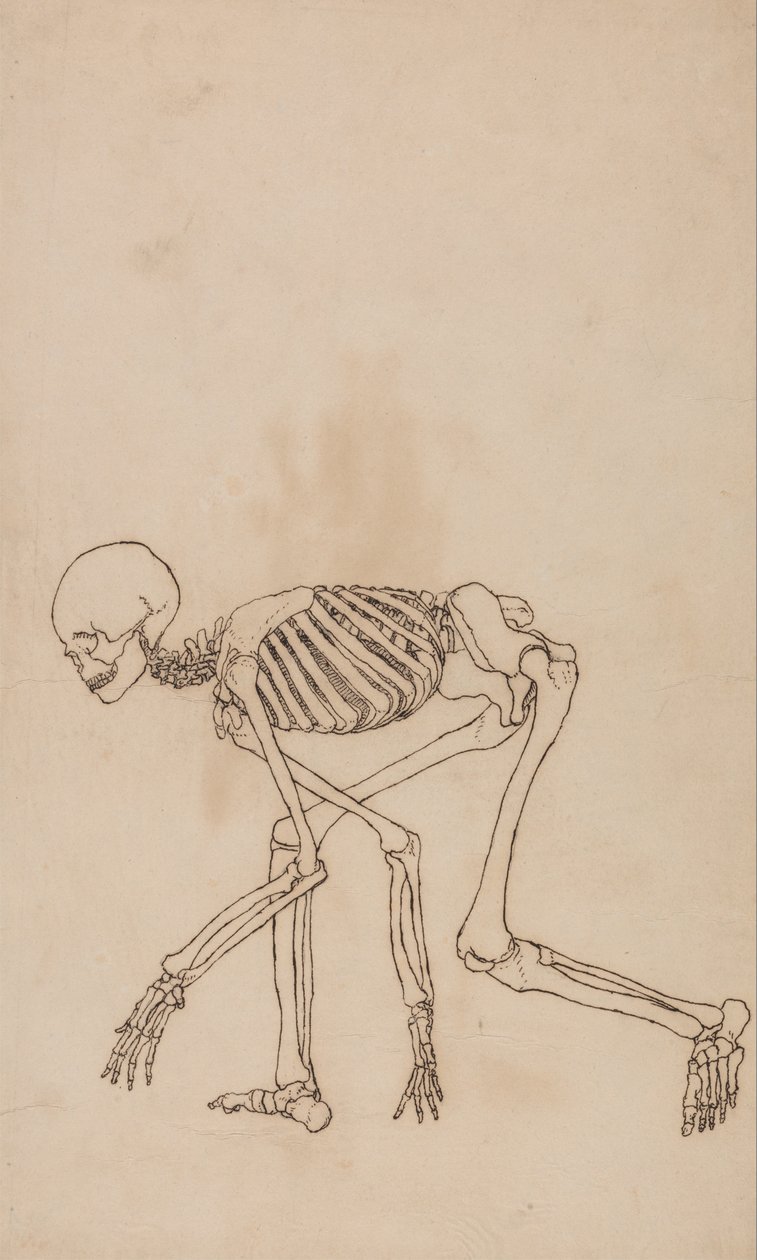 Vergelijkende anatomische expositie van de structuur van het menselijk lichaam met dat van een tijger en een koe door George Stubbs
