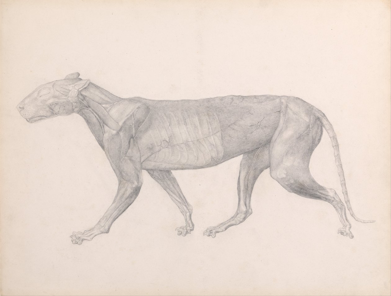 Een Vergelijkende Anatomische Expositie van de Structuur van het Menselijk Lichaam met die van een Tijger en een Koe door George Stubbs