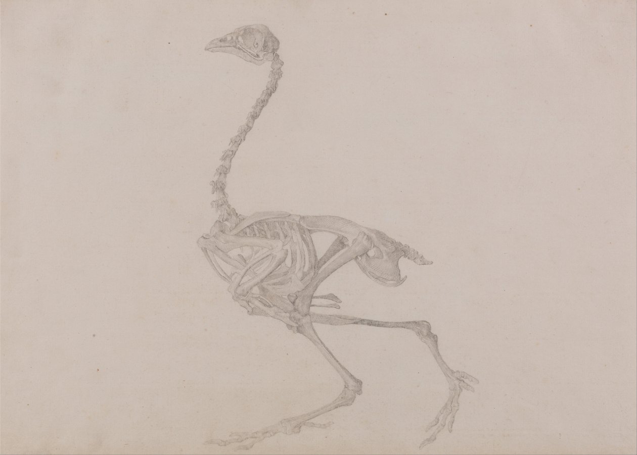 Een Vergelijkende Anatomische Expositie van de Structuur van het Menselijk Lichaam met die van een Tijger en een Koe door George Stubbs