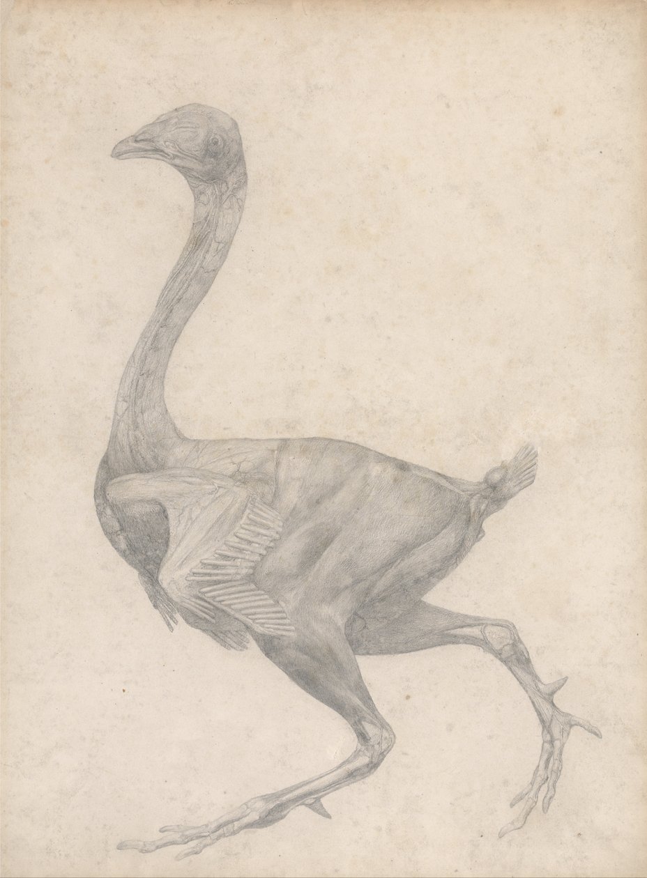 Vergelijkende anatomische expositie van de structuur van het menselijk lichaam met dat van een tijger en een koe door George Stubbs