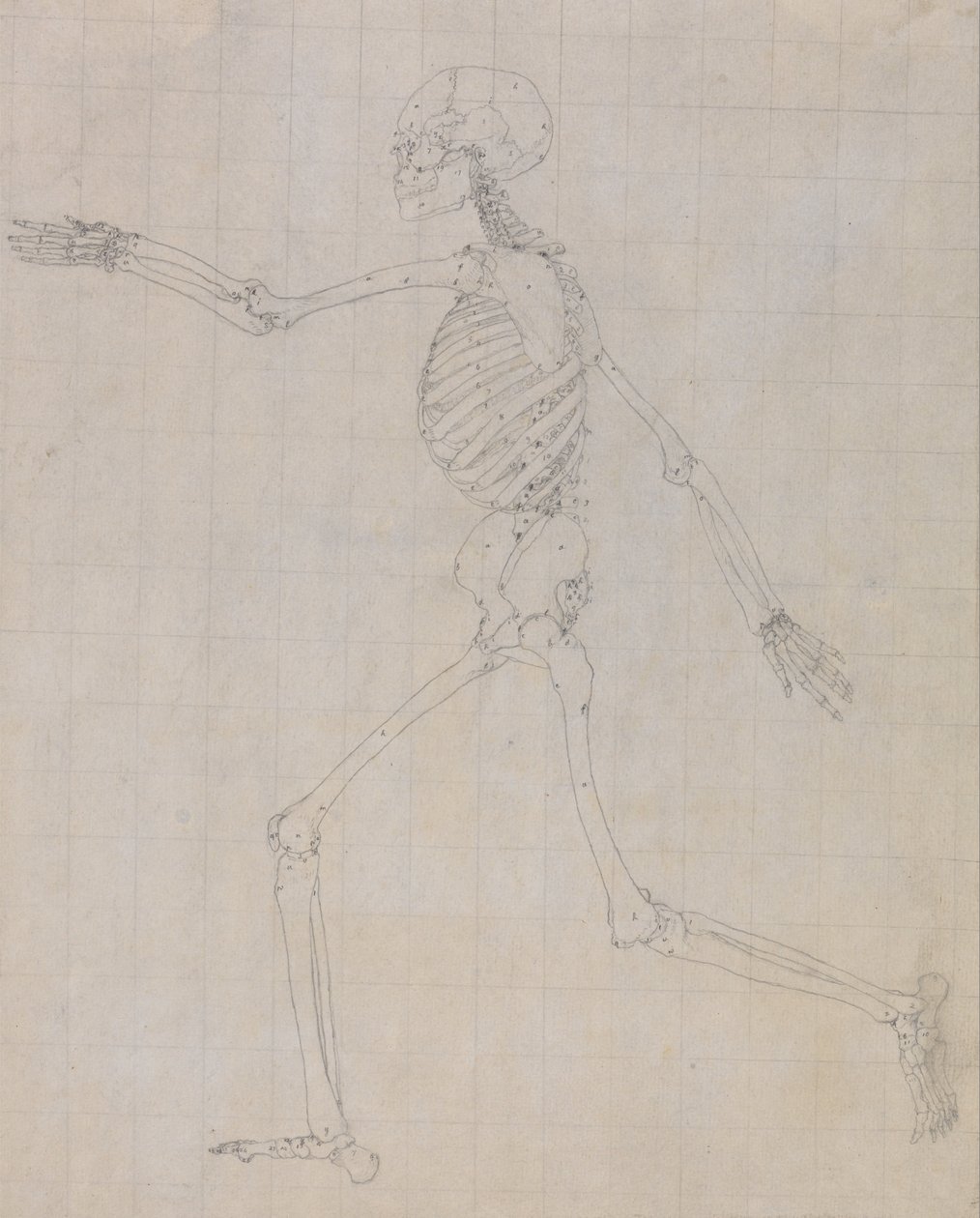 Een vergelijkende anatomische expositie van de structuur van het menselijk lichaam met die van een tijger en een koe door George Stubbs