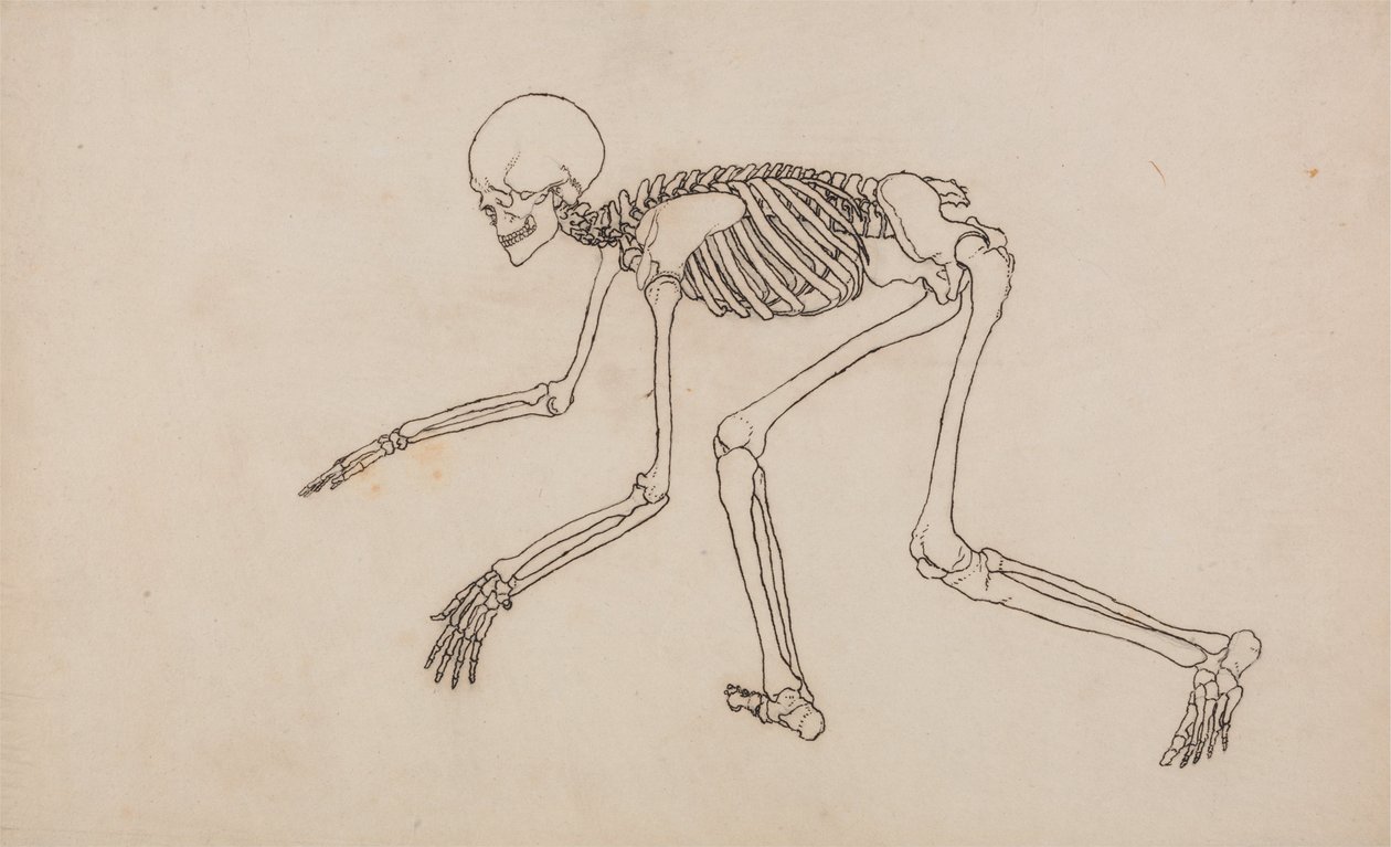 Vergelijkende Anatomische Expositie van de Structuur van het Menselijk Lichaam met die van een Tijger en een Koe door George Stubbs