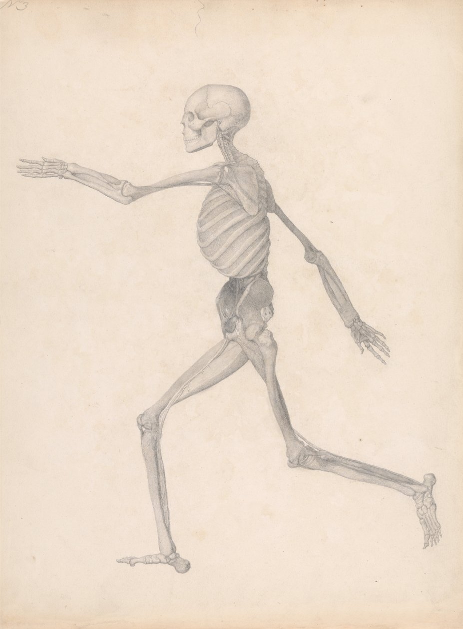 Vergelijkende anatomische expositie van de structuur van het menselijk lichaam met die van een tijger en een koe door George Stubbs