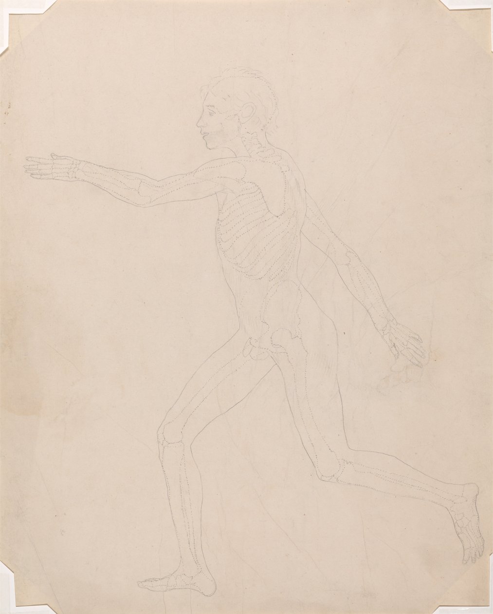 Vergelijkende anatomische expositie van de structuur van het menselijk lichaam met die van een tijger en een koe door George Stubbs