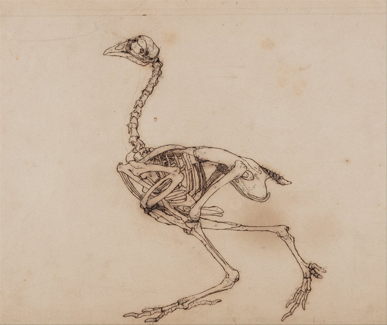 Vergelijkende anatomische expositie van de structuur van het menselijk lichaam met die van een tijger en een koe door George Stubbs